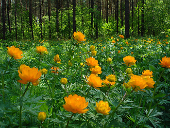 spring, yellow, forests, nature, flowers HD wallpaper