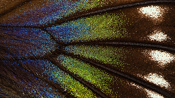 Blue Green Brown Glitter Feather Abstraction Abstract HD wallpaper