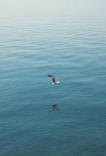 Animals, Sea, Bird, Flight, Seagull, Gull, Wings HD phone wallpaper