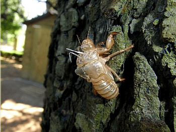Involucro ninfale di una cicala, insetti, cicale, muta, involucro ninfale HD wallpaper