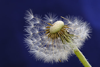 Dandelion, flower, fluffy, close up HD wallpaper