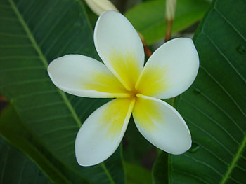 Frangipani flower black, Striking floral contrast, Dramatic beauty, Enchanting elegance HD wallpaper