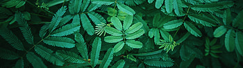 Green Leaf, Leaves , Green spring, Nature HD wallpaper