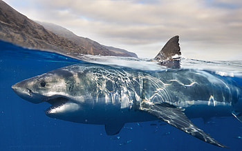 Marine biology lamniformes, Requiem shark tiger, Biology lamniformes requiem, Great white shark HD wallpaper