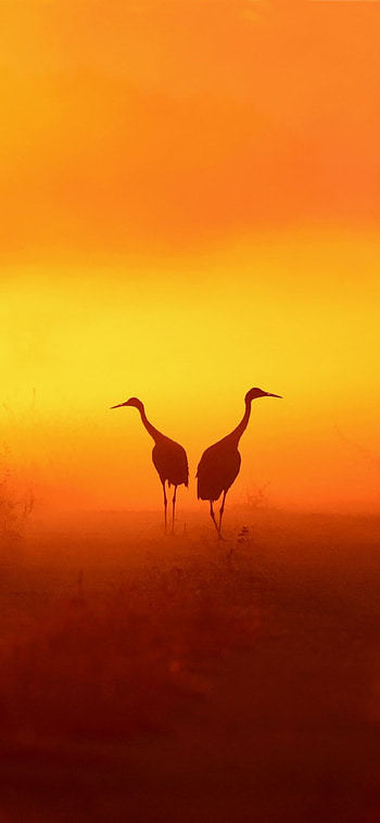 Crane , & background, Stunning bird graphy, Feathered beauty HD phone wallpaper