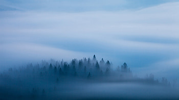 Fog Covered Spruce Trees Forest White Sky Background Winter HD wallpaper