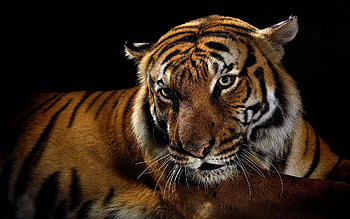 Animals, Striped, Shadow, Big Cat, Tiger HD wallpaper