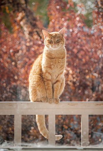 Adorable ginger tabby cat sitting on a fence with vibrant autumn leaves in the background. HD phone wallpaper
