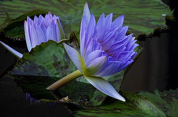 Flowers, Water, Leaves, Water Lilies, Couple, Pair HD wallpaper