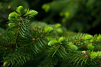 Spruce, Pine Trees HD wallpaper