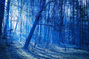 Last Blue Light Of Evening In Woods, evening, forest, nature HD wallpaper