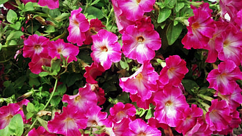 Pink Flowers, Purple Flowers, summer flowers, purple, purple roses HD wallpaper