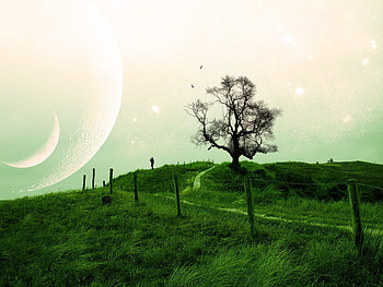 Landscape, Trees, Grass HD wallpaper