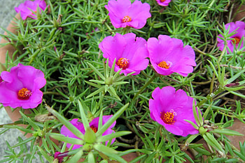 Pretty flowers, beautiful, flowers, pretty, bright HD wallpaper