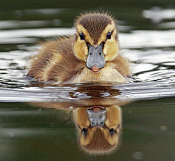Little Duck, chick, bird, water, reflections HD wallpaper