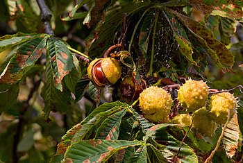 Chestnut tree, 10 , Nature HD wallpaper