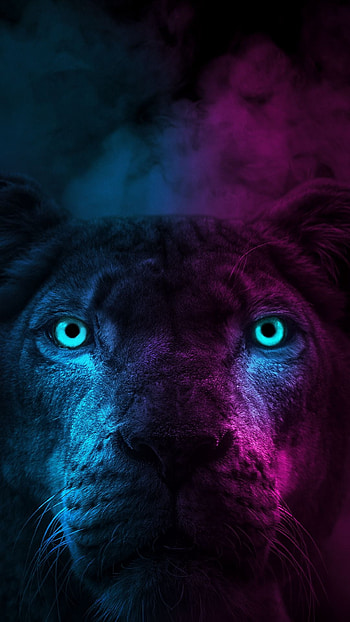 Blue and pink, wild animal, blue eyes HD phone wallpaper