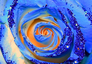 Blue Rose, rose, roses, blue roses, Blue HD wallpaper