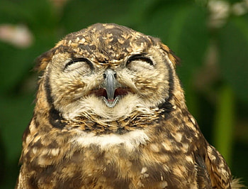 Happy to meet ya!!, cute, bird, owl, smile HD wallpaper