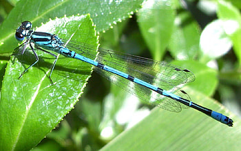 Blue Dragon, blue, bug, green, dragonfly, damselfly HD wallpaper