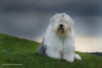 Animals, Nature, Grass, Dog, Bobtail, Old English Shepherd HD wallpaper