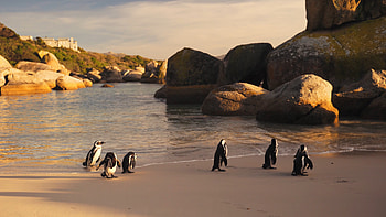 Boulders Beach, Penguins HD wallpaper