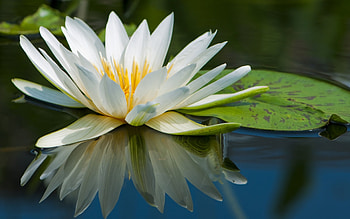 Plants, Flowers HD wallpaper