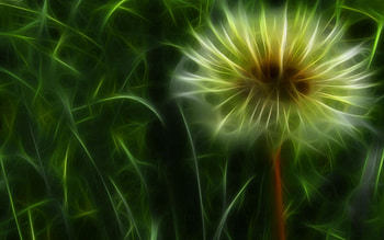 Abstract, Shine, Light, Lines, Neon, Dandelion HD wallpaper