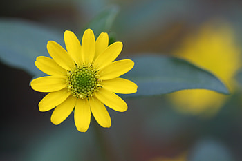 Flowers, Flower, Macro, Petals, Blur, Smooth HD wallpaper