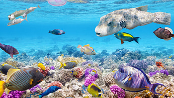 Underwater coral , Colorful reefs, Coral paradise, Marine biodiversity HD wallpaper