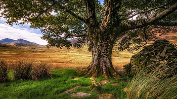 Snowdonia, Wales, grass, hills, tree, maedow, field, sky HD wallpaper