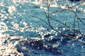 Nature, Rivers, Branch, Spring, Verba, Pussy Willow HD wallpaper