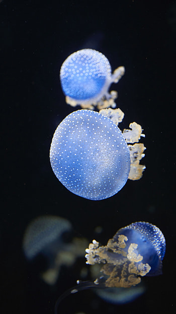 Blue underwater glow, Shine of jellyfish, Animal HD phone wallpaper