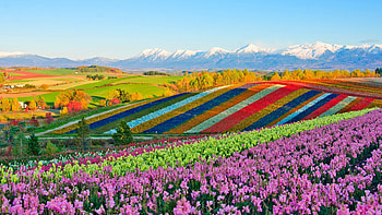 Shikisai No Oka Flower Garden, shikisai, oka, no, flower, japan, garden HD wallpaper
