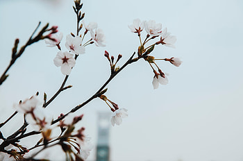 Flowers, Bloom, Flowering, Spring HD wallpaper