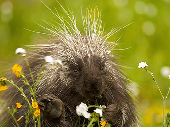 Animals, Porcupine HD wallpaper