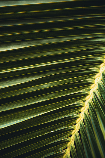 Macro, Palm, Branch, Leaflet HD phone wallpaper