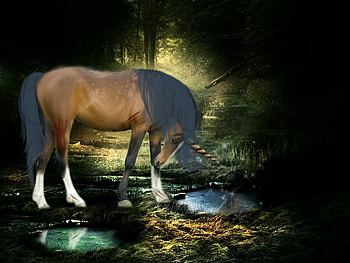 fantasy horse, horse, reflection, light, trees, jungle, water, dark HD wallpaper