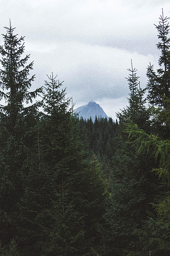 Nature, Trees, Mountain, Vertex, Top, Forest HD phone wallpaper