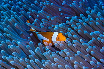 Close-up of a clownfish nestled in vibrant coral reef in Bali, Indonesia. HD wallpaper