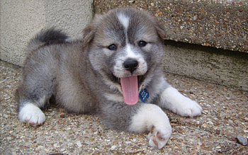 Animals, Dog, Protruding Tongue, Tongue Stuck Out, Playful, Puppy HD wallpaper