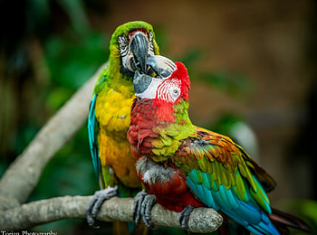pair of macaws, pair, macaws, colors, birds HD wallpaper