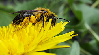 Flower, Macro, Bee, Pollen, Pollination, Nectar HD wallpaper