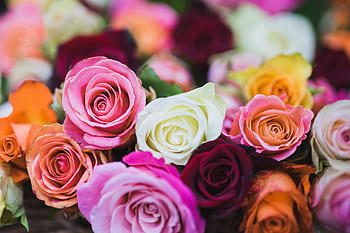 A stunning close-up of colorful roses in full bloom showcasing their delicate petals and rich colors. HD wallpaper