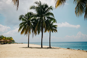 Idyllic tropical beach scene with coconut trees and clear blue sea, perfect for a summer vacation. HD wallpaper