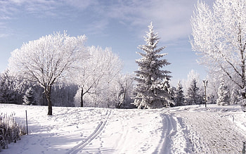 Winter, Nature, Trees, Mountains, Snow, Traces, Day, Ski, Piste HD wallpaper