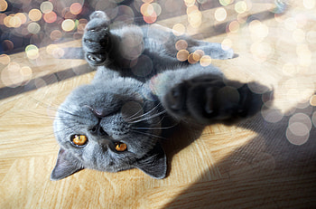 Animals, Glare, Shine, Light, Cat, Muzzle, Playful, Paw HD wallpaper
