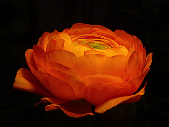 Close up, golden flower, bloom HD wallpaper