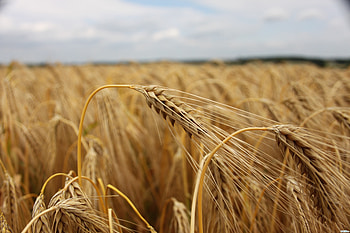 Plants, Fields, Background, Wheat HD wallpaper
