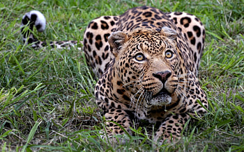 Animals, Leopards HD wallpaper